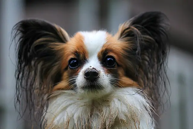Choisir un nœud papillon classique : Guide complet